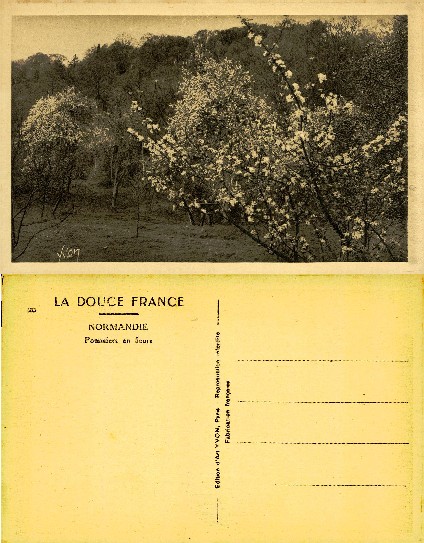 Apple Orchard in Bloom