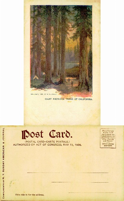 Giant Redwood Trees with Campers