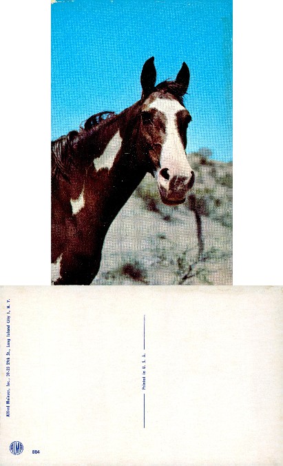 Horse Head with White Markings