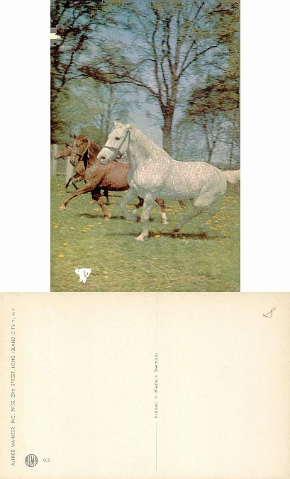 Two Horses Running in Grassy Field