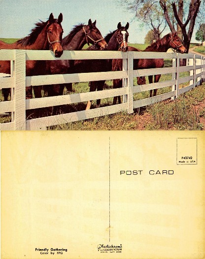 Horses behind a white fence in a field