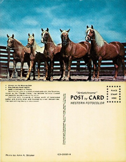 Five Palomino Horses Lined Up