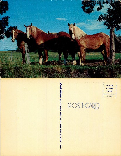 Horses in a Pasture