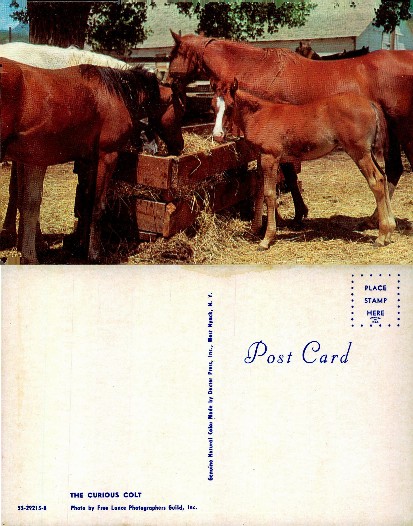 Horses and Colt Feeding