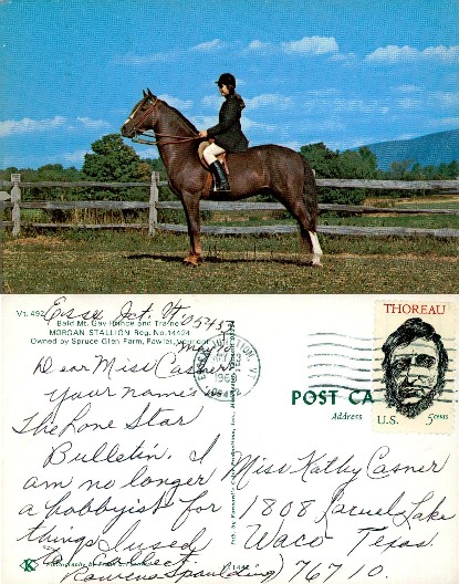 Equestrian and Morgan Stallion