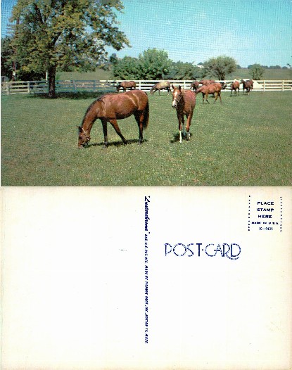 Horses in a Pasture with Fence