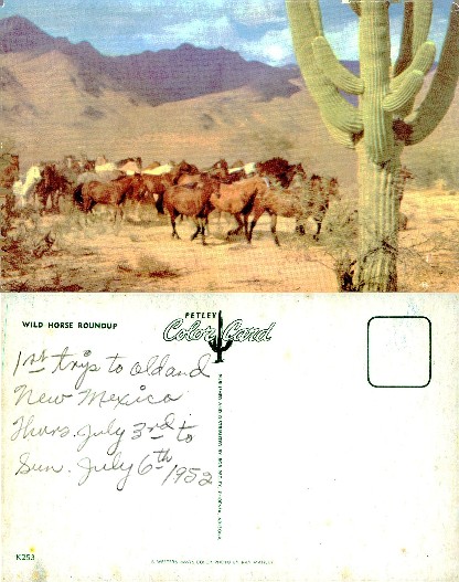 Wild Horse Roundup