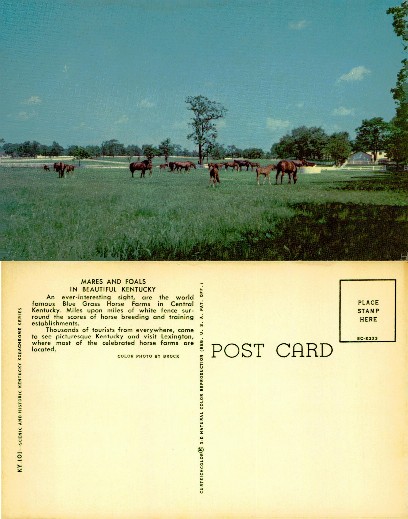 Mares and Foals on Horse Farm