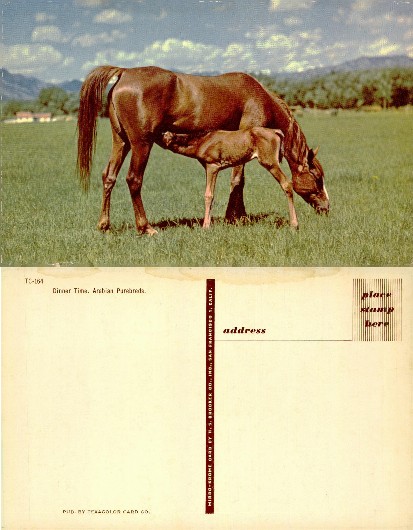 Mare and Foal Nursing