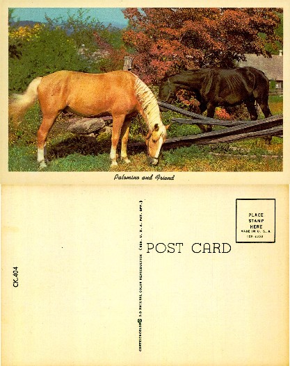 Two Horses Grazing in Field