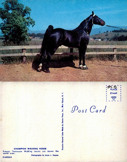 Champion Walking Horse