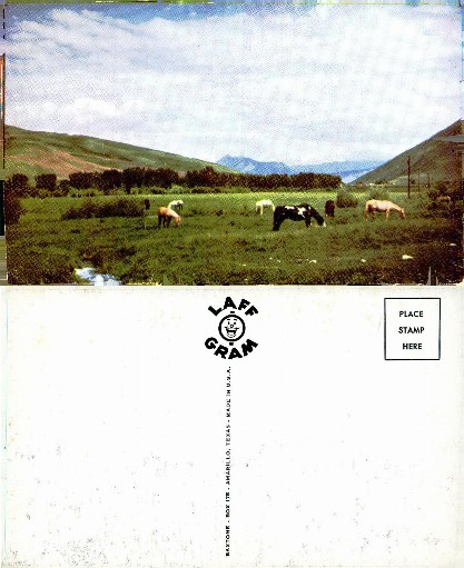 Horses & Cows Grazing in Pasture