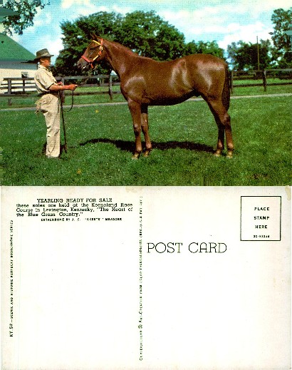 Yearling Horse with Handler