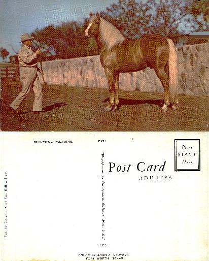 Palomino Horse and Handler