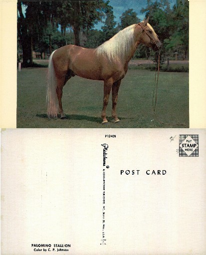Palomino Stallion