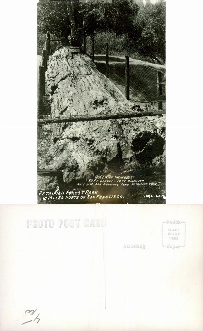 Queen of the Forest Petrified Tree