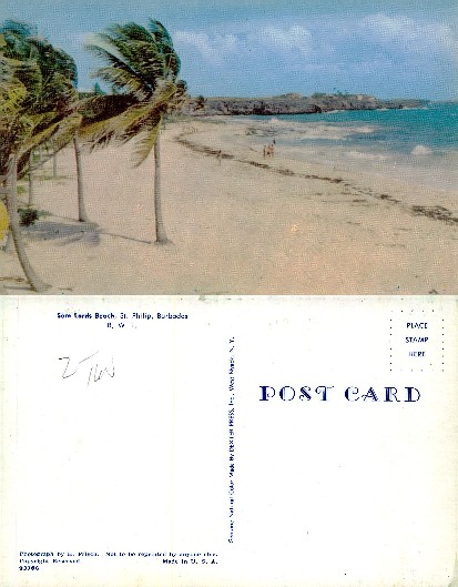 Tropical Beach with Palm Trees