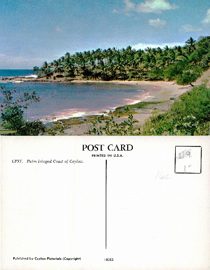 Palm Fringed Coastal Bay Scene