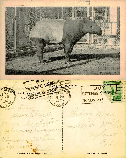 Saddle-backed Tapir