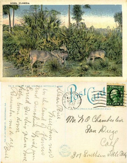 Deer in Florida Landscape