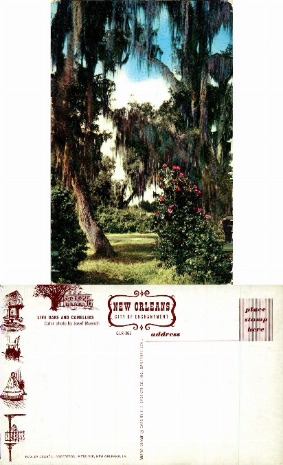 Live Oaks and Camellias