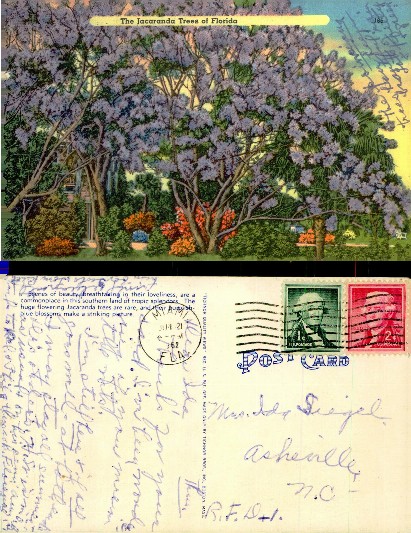 Jacaranda Trees in Bloom, Florida