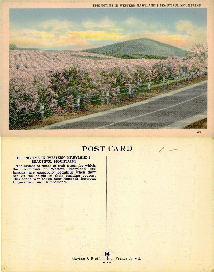Springtime Mountains & Fruit Trees