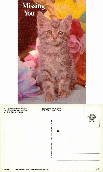 Gray Tabby Kitten with Flowers