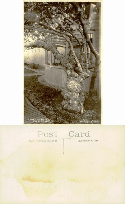 Hampton Court Palace Great Vine