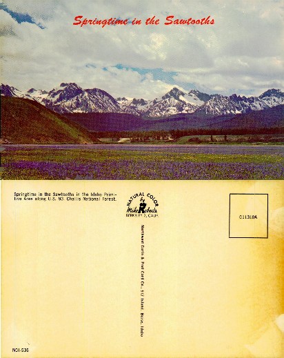 Sawtooth Mountains with Flower Field
