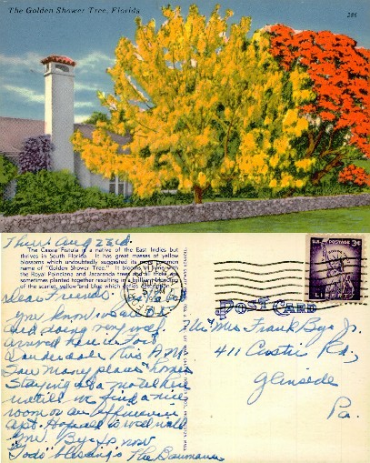 Golden Shower Tree and House