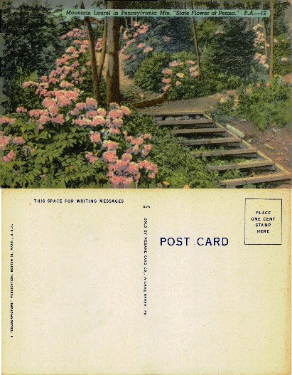 Mountain Laurel & Steps in Forest