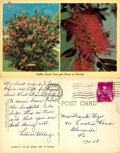 Bottle Brush Tree and Bloom in Florida