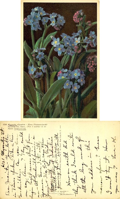 Forget-me-nots and pink flowers