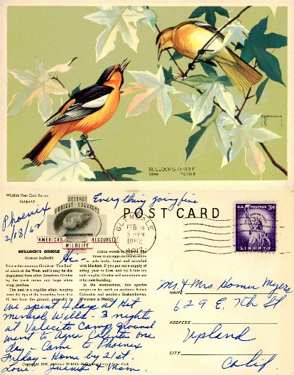 Bullock's Oriole Birds Illustration