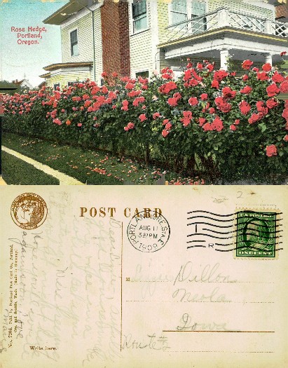 House with Rose Hedge