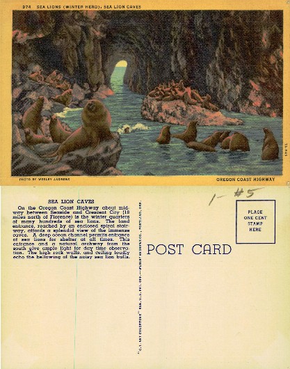 Sea Lions in Sea Lion Caves