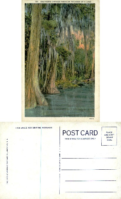 Southern Cypress Trees on Lake Edge