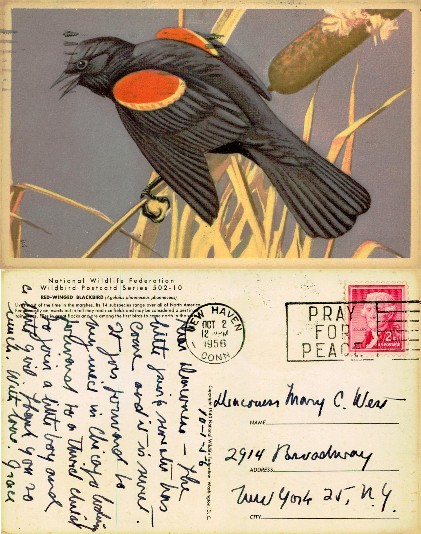 Red-winged Blackbird Illustration