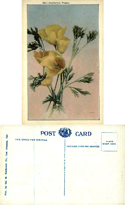 California Poppy Illustration