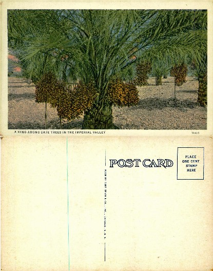 Date Trees in Imperial Valley