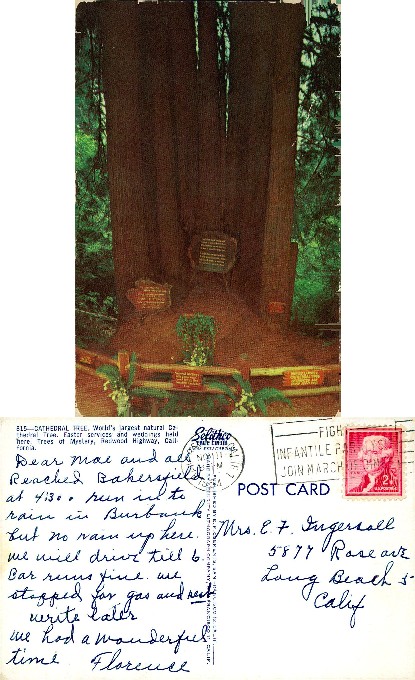 Cathedral Redwood Tree