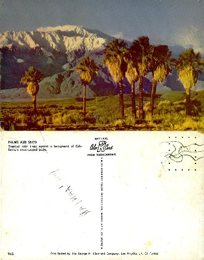 Palms and Snow-Capped Mountains