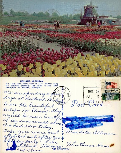Tulip Fields and Dutch Windmill