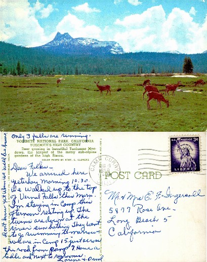 Deer Grazing in Mountain Meadow
