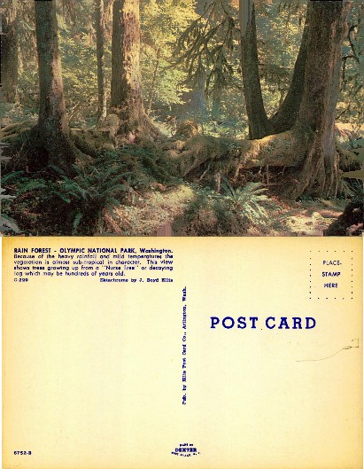 Rainforest Trees and Ferns