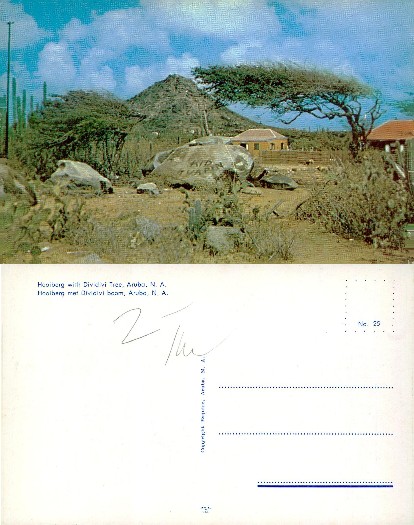 Hooiberg and Divi-Divi Tree