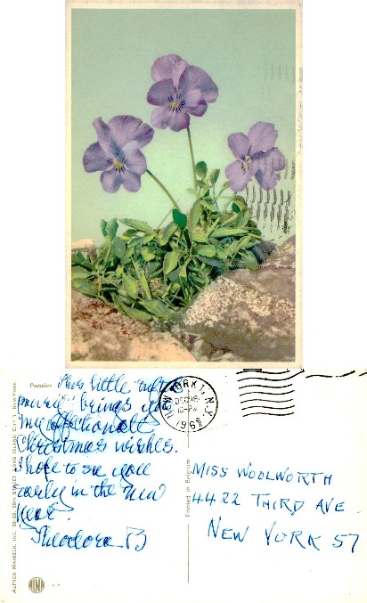 Purple Pansy Flowers