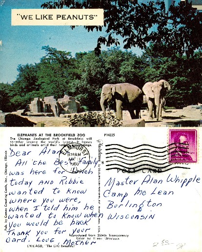 Elephants at Brookfield Zoo