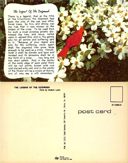 Dogwood Flowers & Cardinal